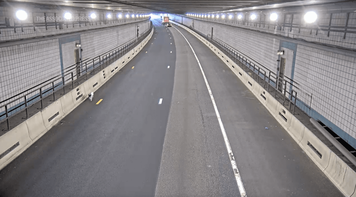 Drivers in Boston's Ted Williams Tunnel got a heartwarming sight during rush hour as a dog was safely rescued from the busy roadway! A true moment of relief and community spirit. 🐾 #Boston #DogRescue #GoodNews