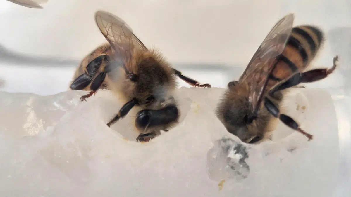 Scientists have pinpointed the missing nutrients for bees, leading to an incredible 15-fold surge in colony populations! 🐝 This buzzing breakthrough offers a brighter future for our vital pollinators. #BeeScience #GoodNews #Pollinators
