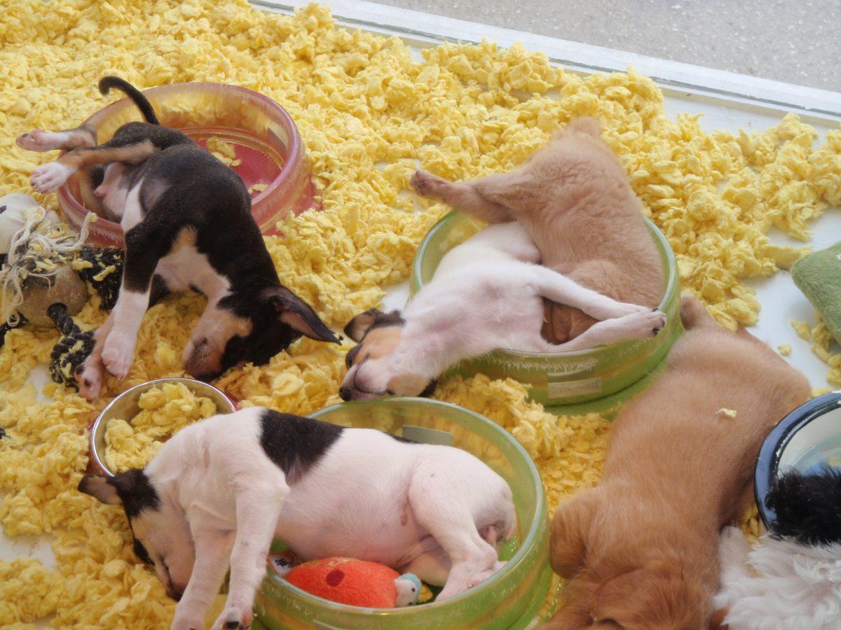 Great news for furry friends in Colorado! Lawmakers have approved a ban on selling dogs and cats at pet stores, a move set to boost adoptions and curb exploitative breeding practices. 🐾 #Colorado #AnimalWelfare #AdoptDontShop